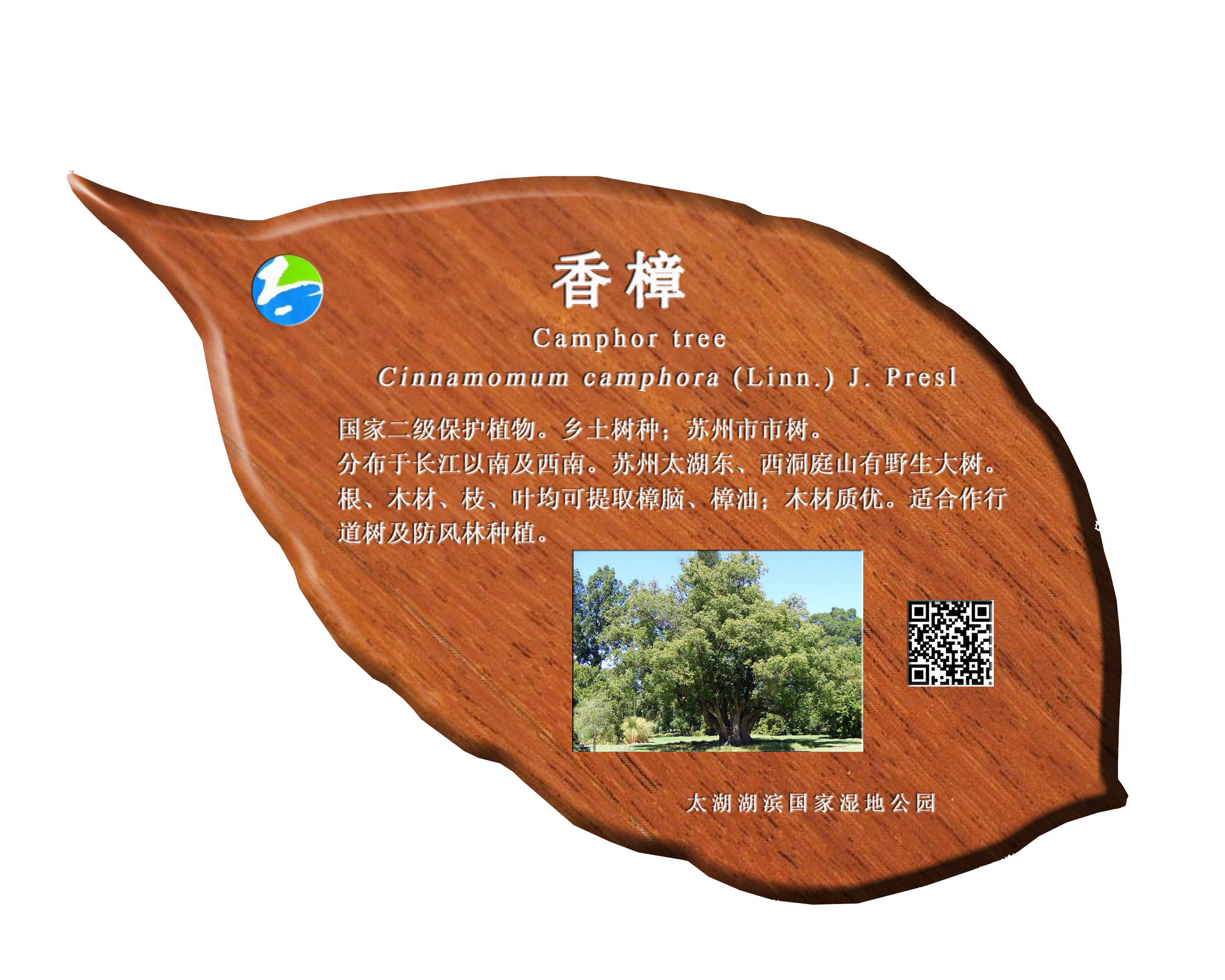 香樟