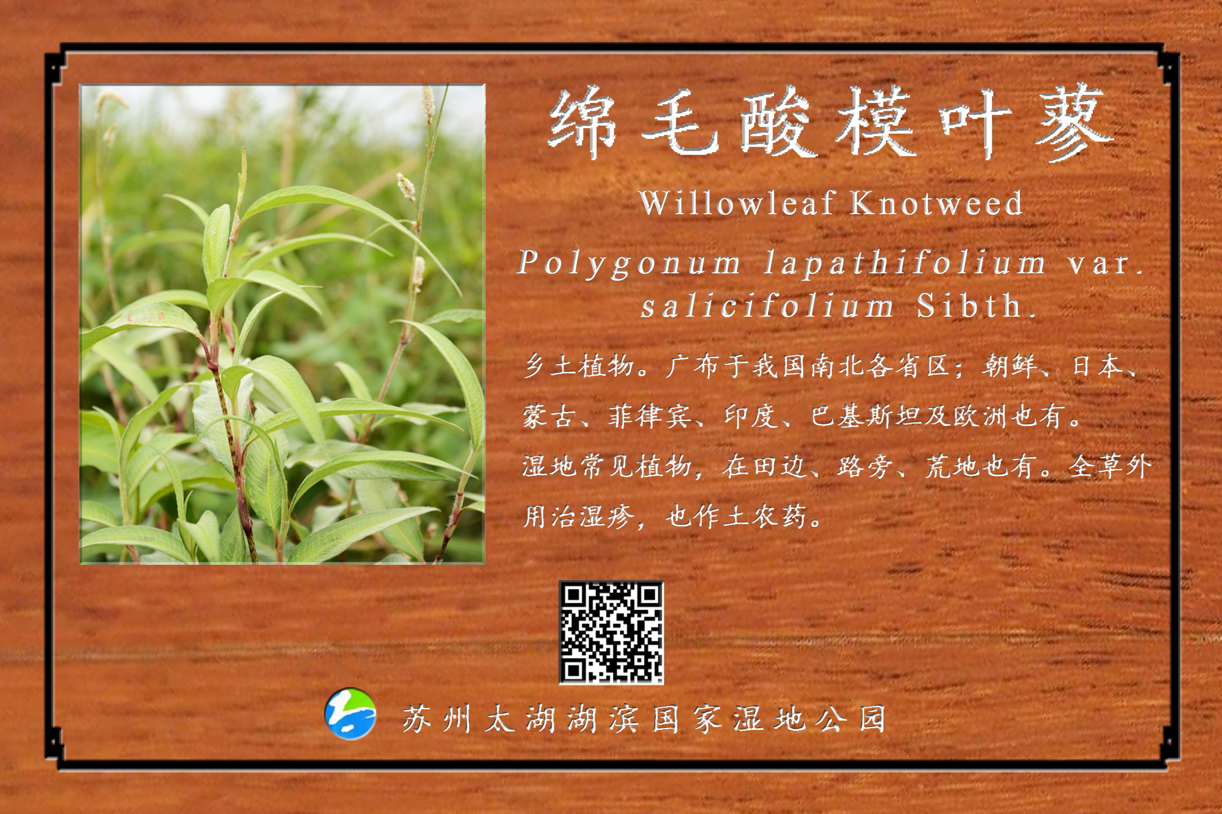 绵毛酸模叶蓼