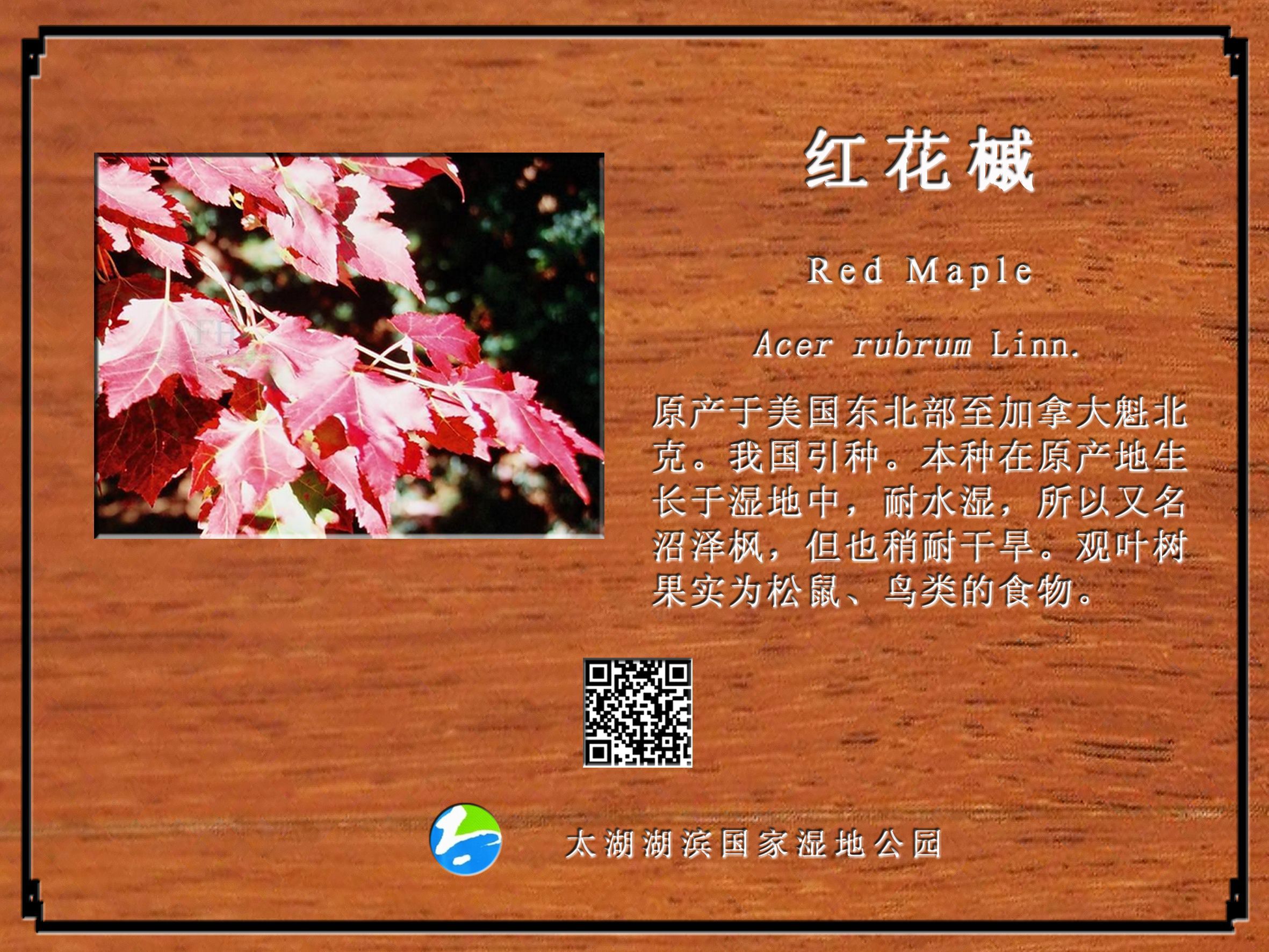 红花槭