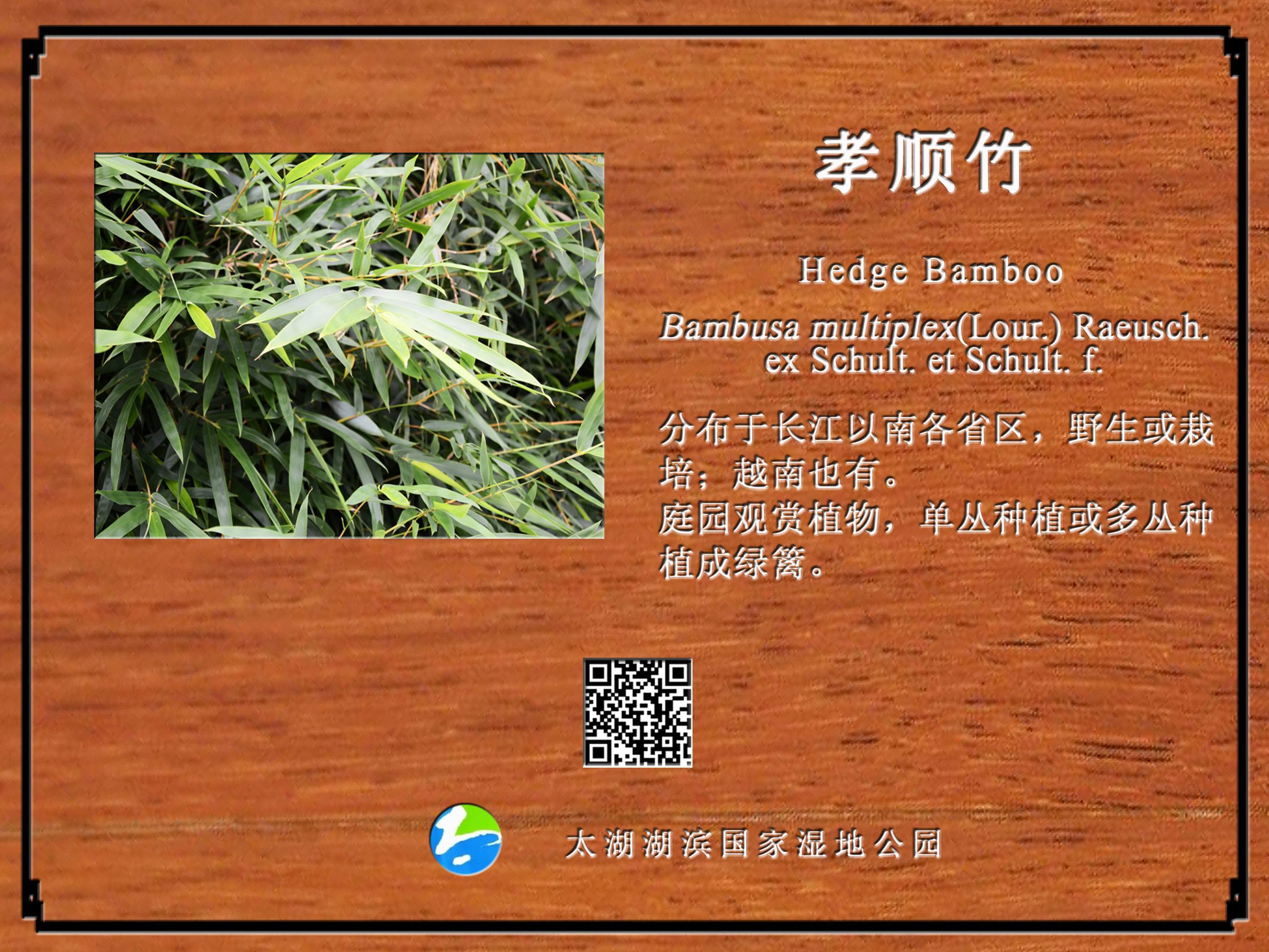 孝顺竹