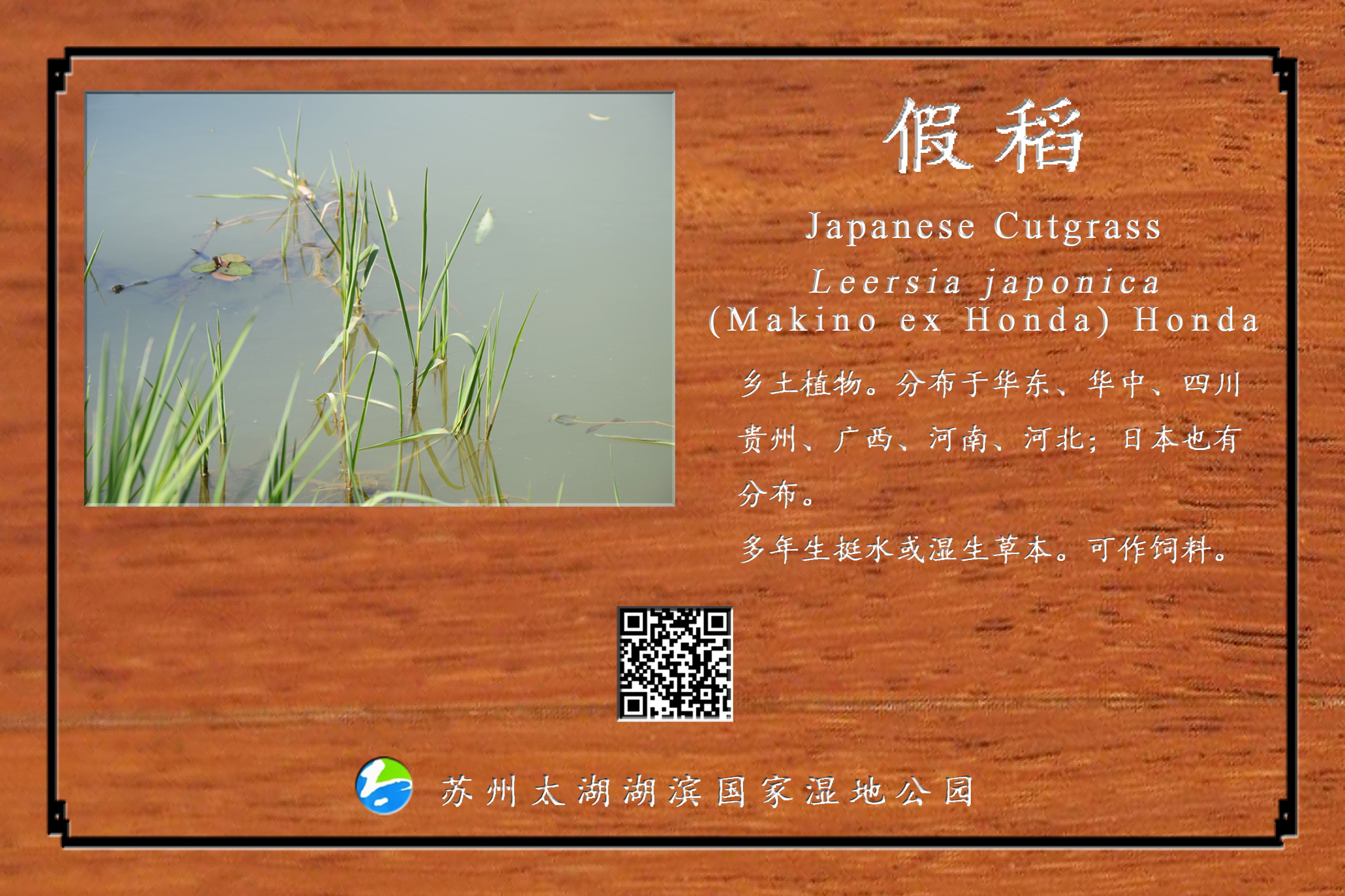 假稻