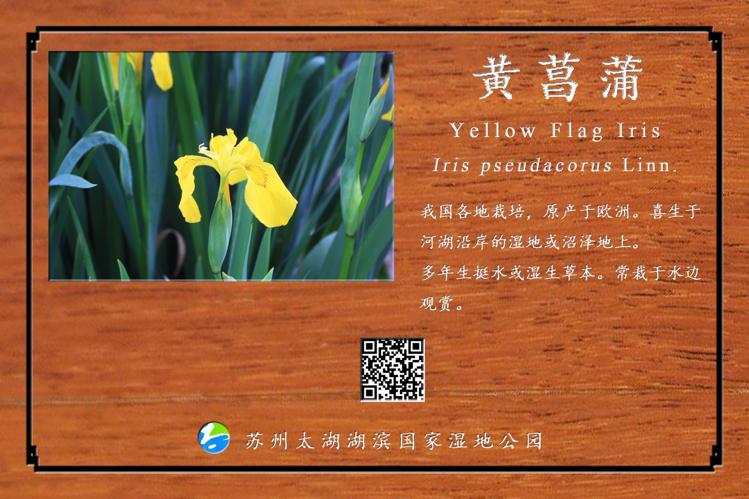 黄菖蒲