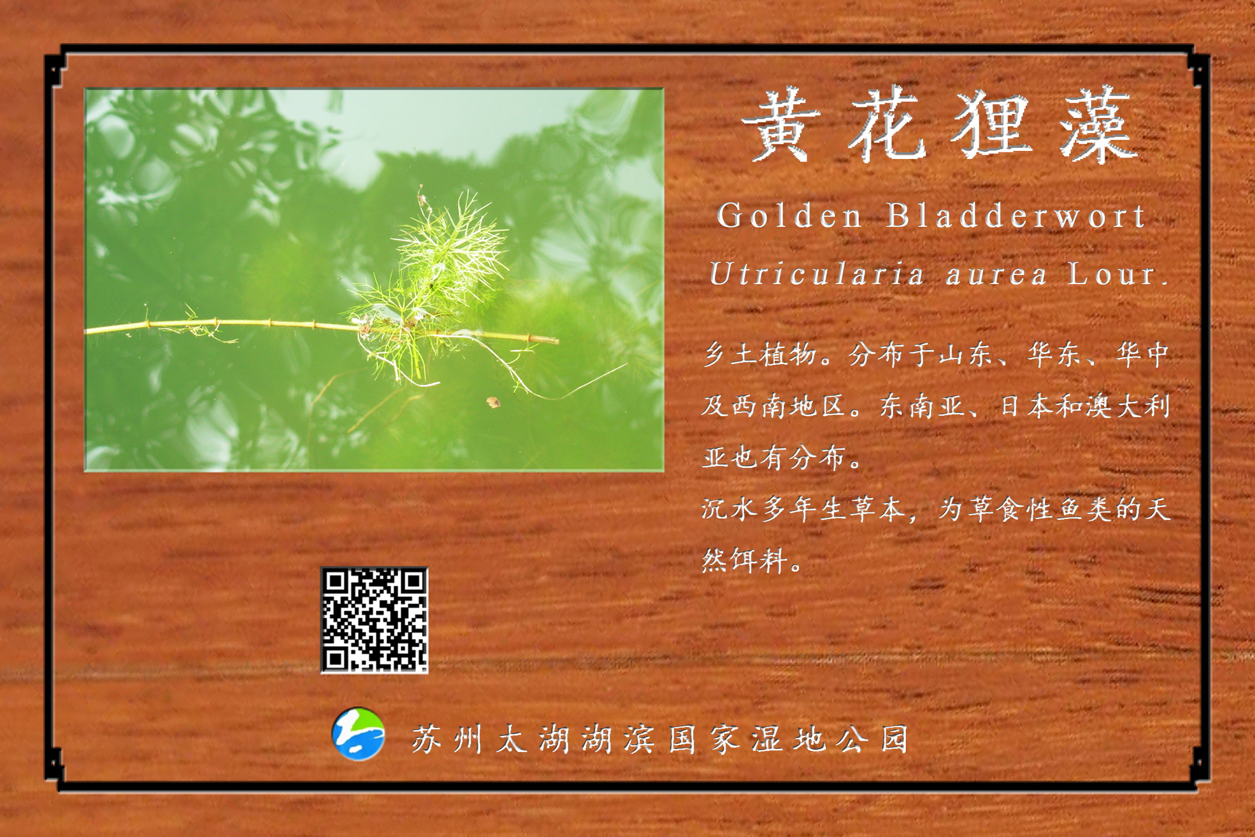 黄花狸藻