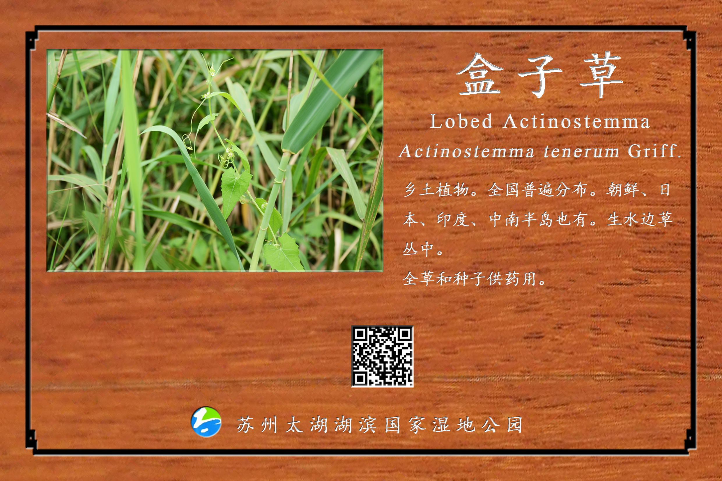 盒子草