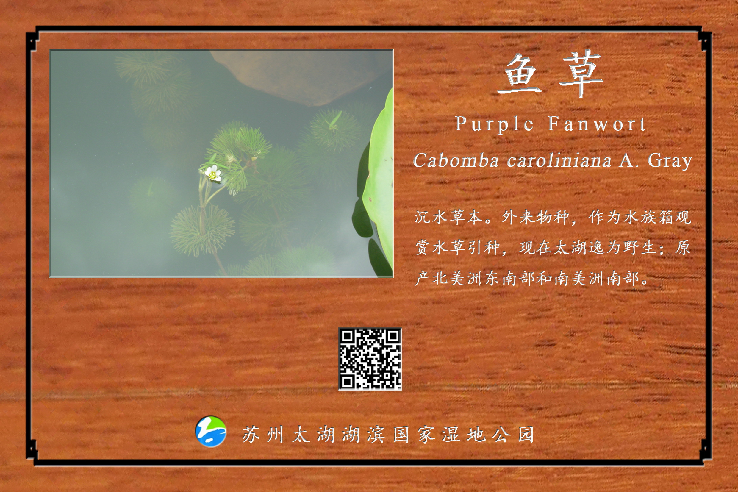 鱼草