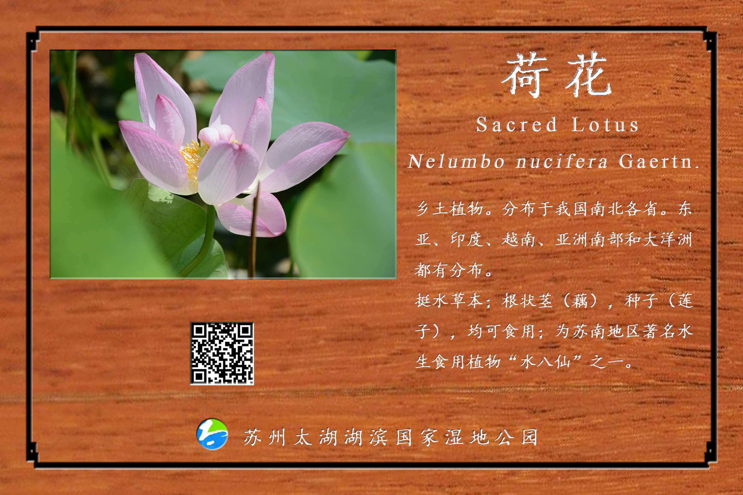荷花