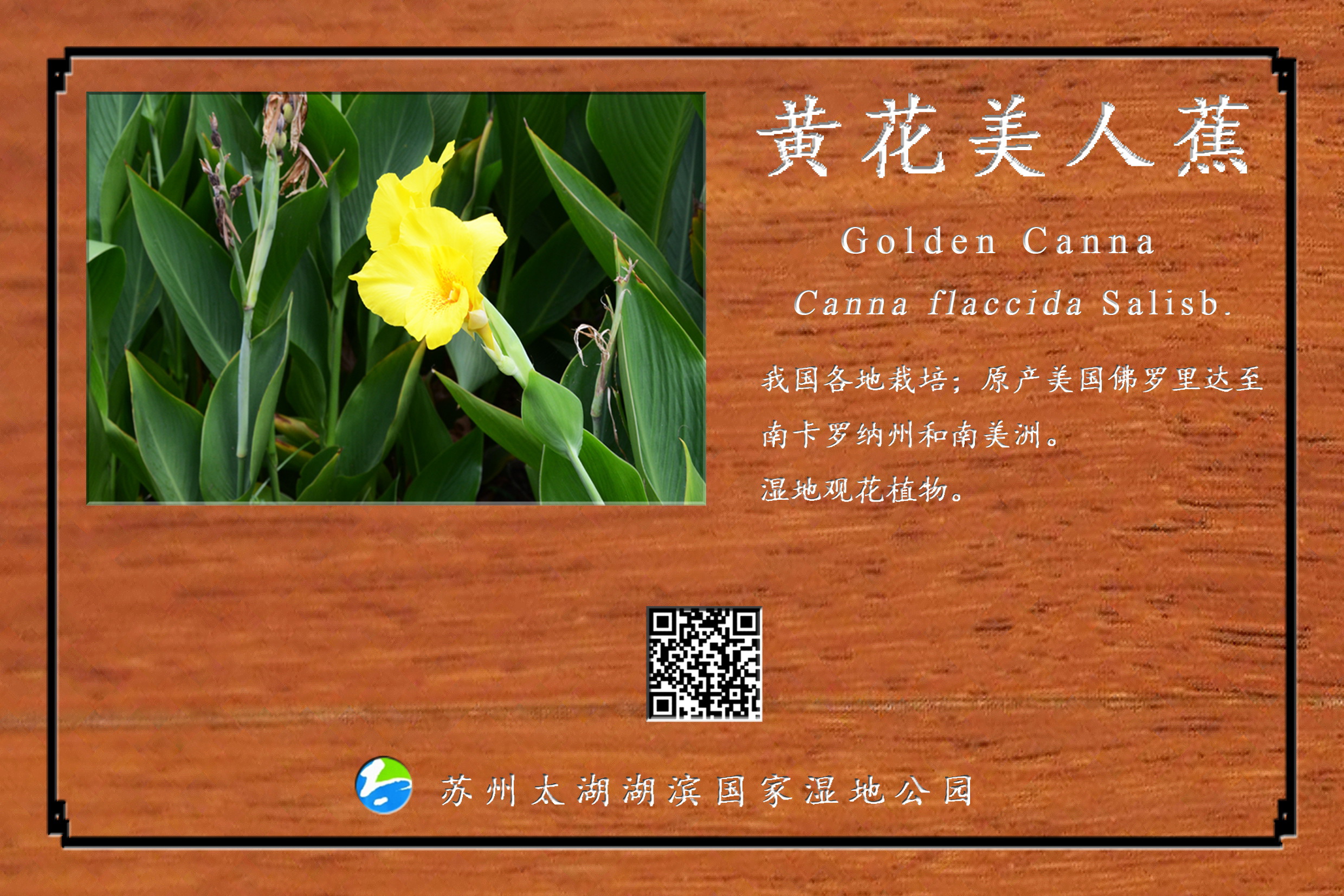 黄花美人蕉