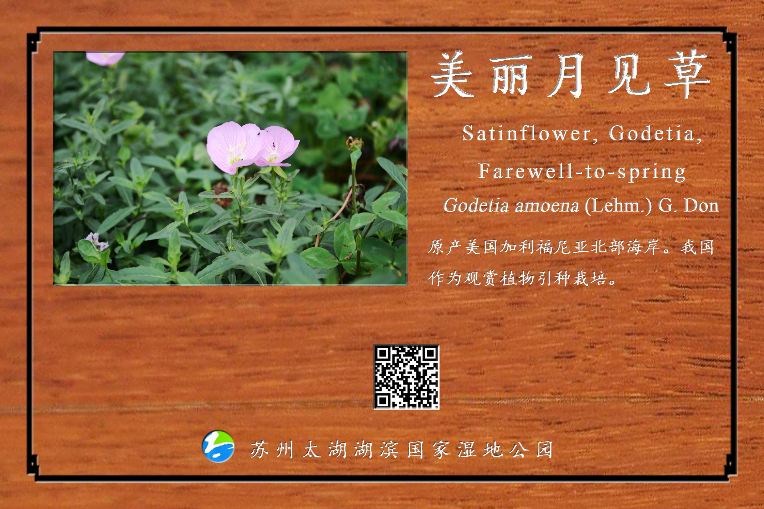 美丽月见草