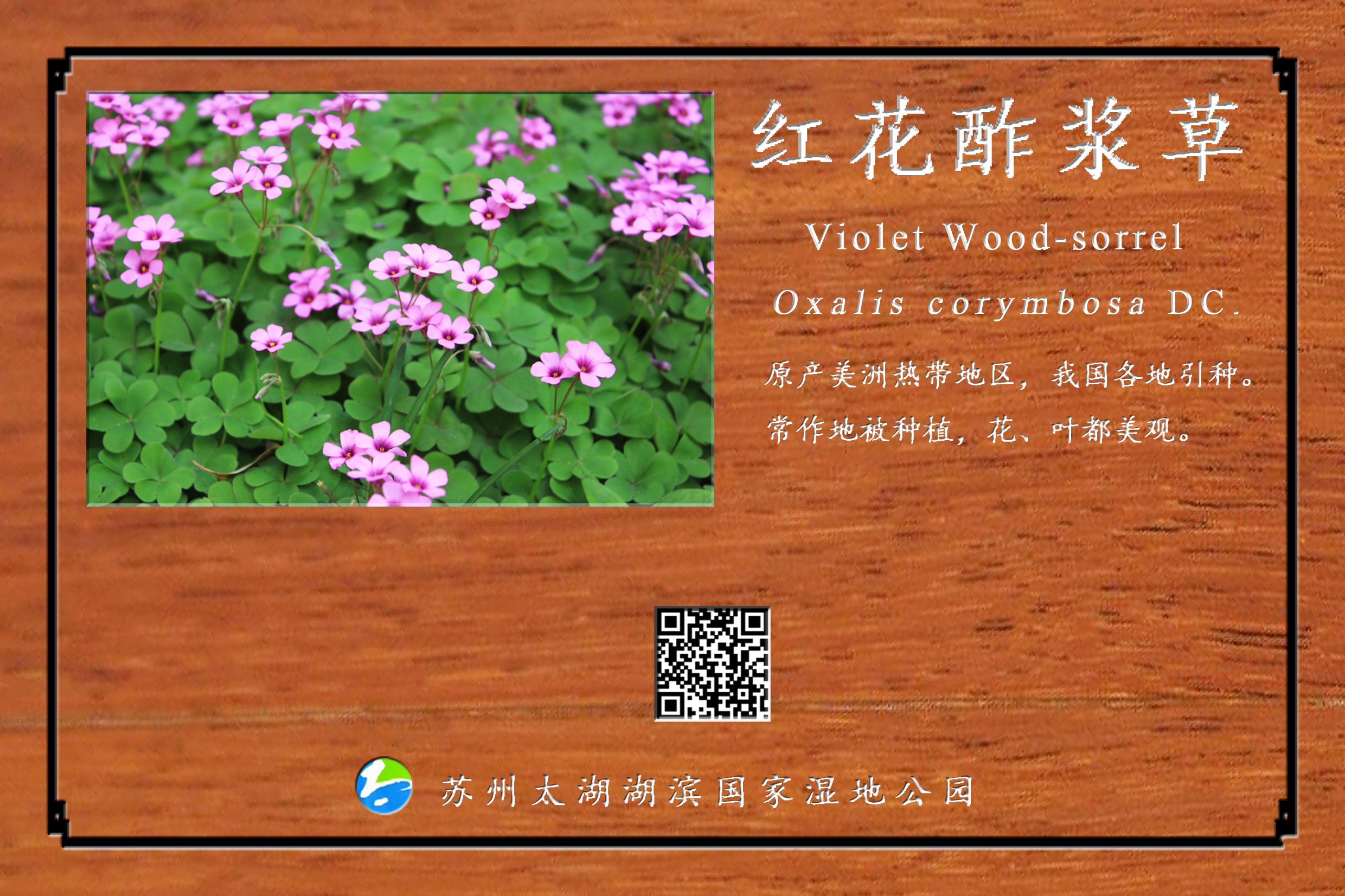 红花酢浆草