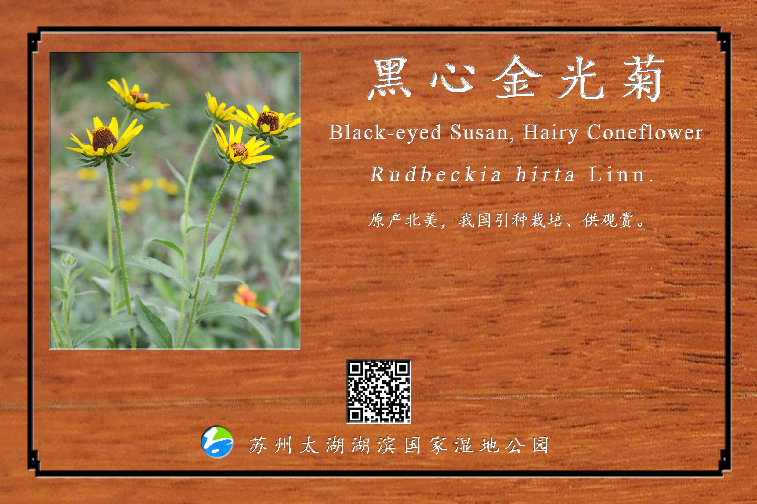 黑心金光菊