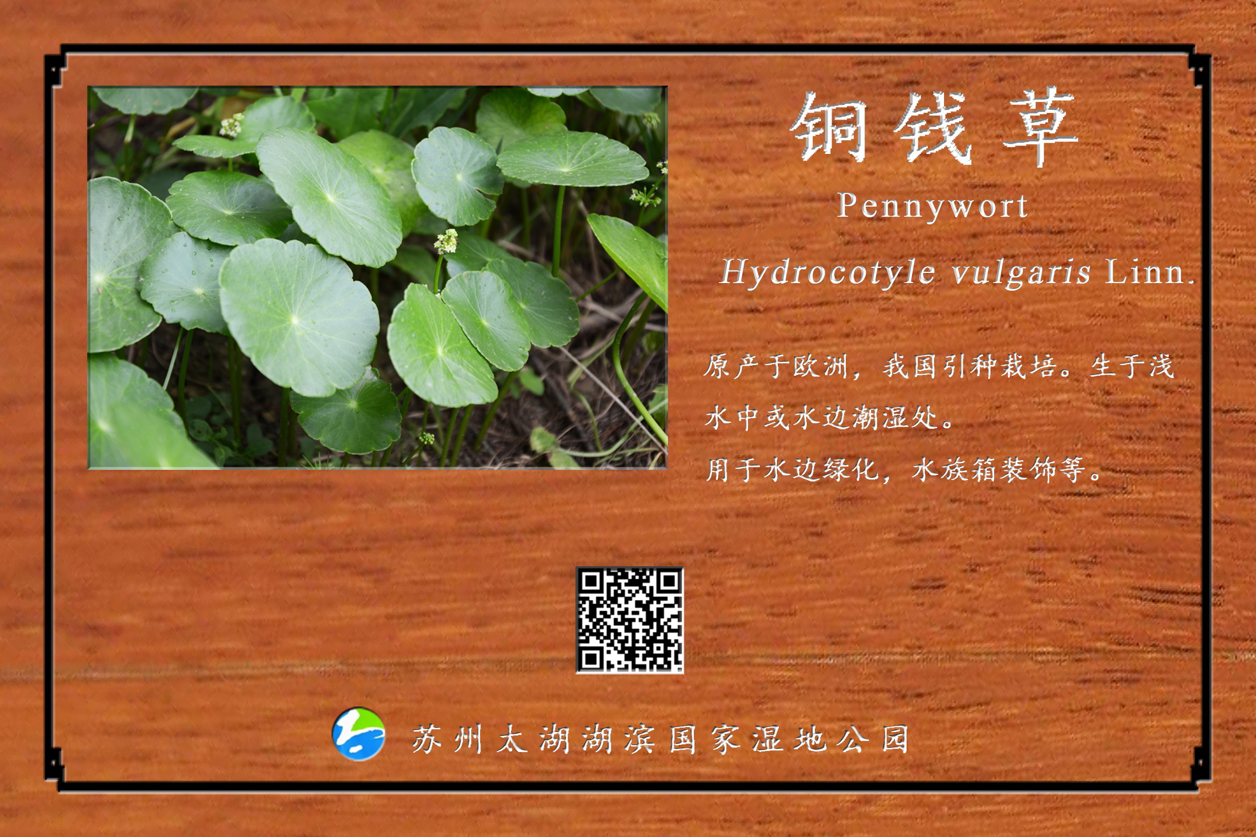 铜钱草
