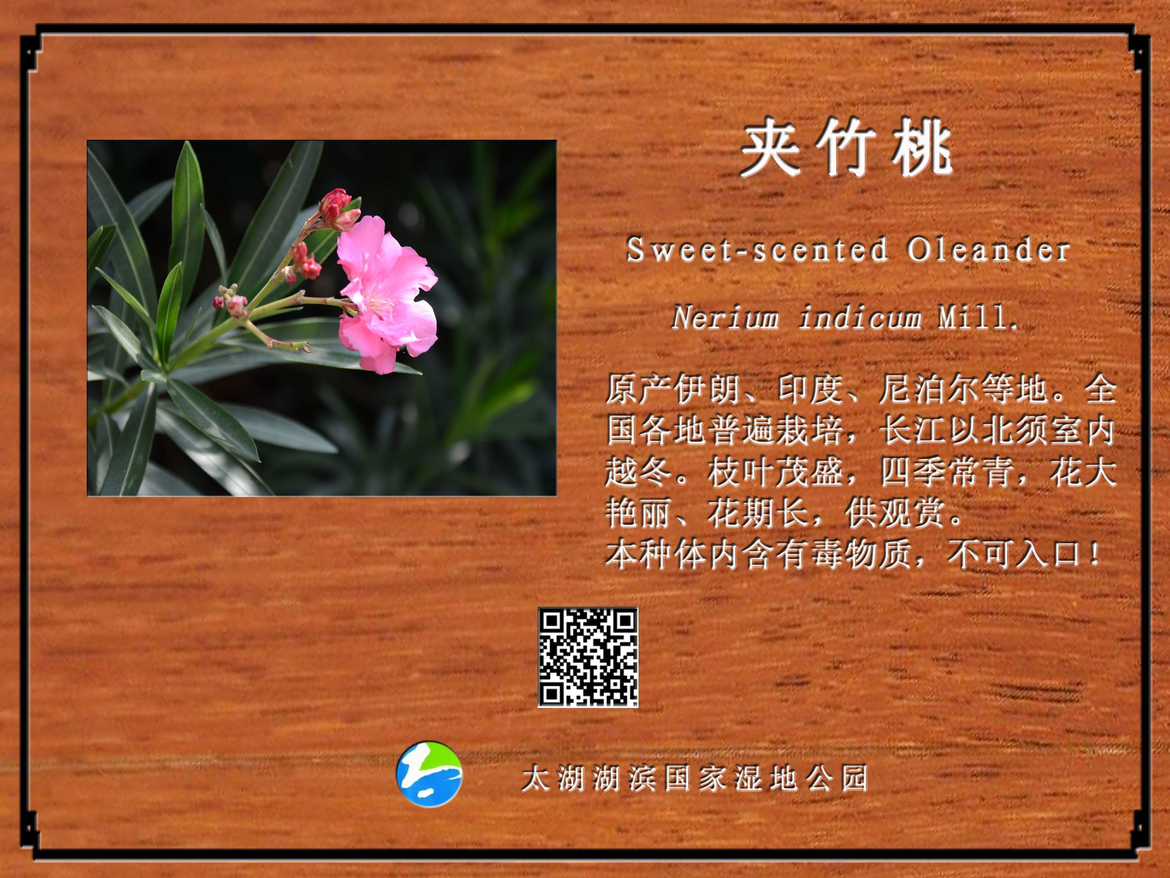 夹竹桃