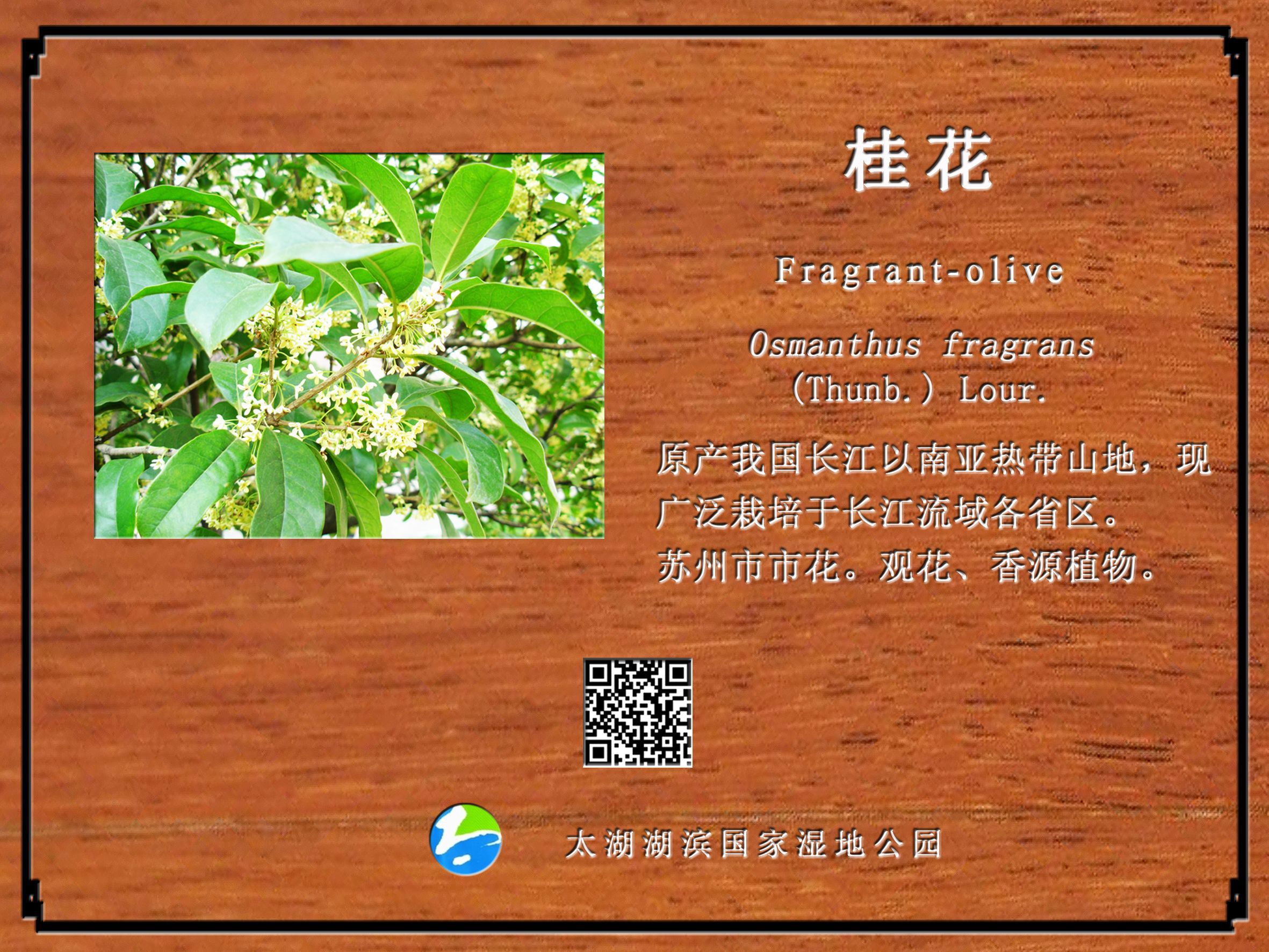 桂花
