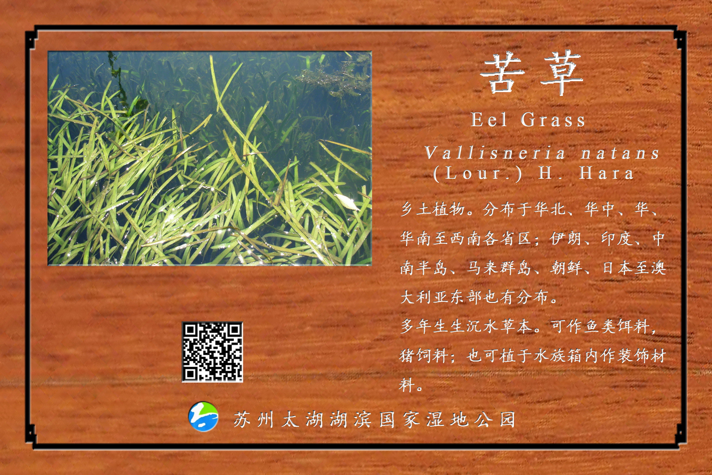 苦草