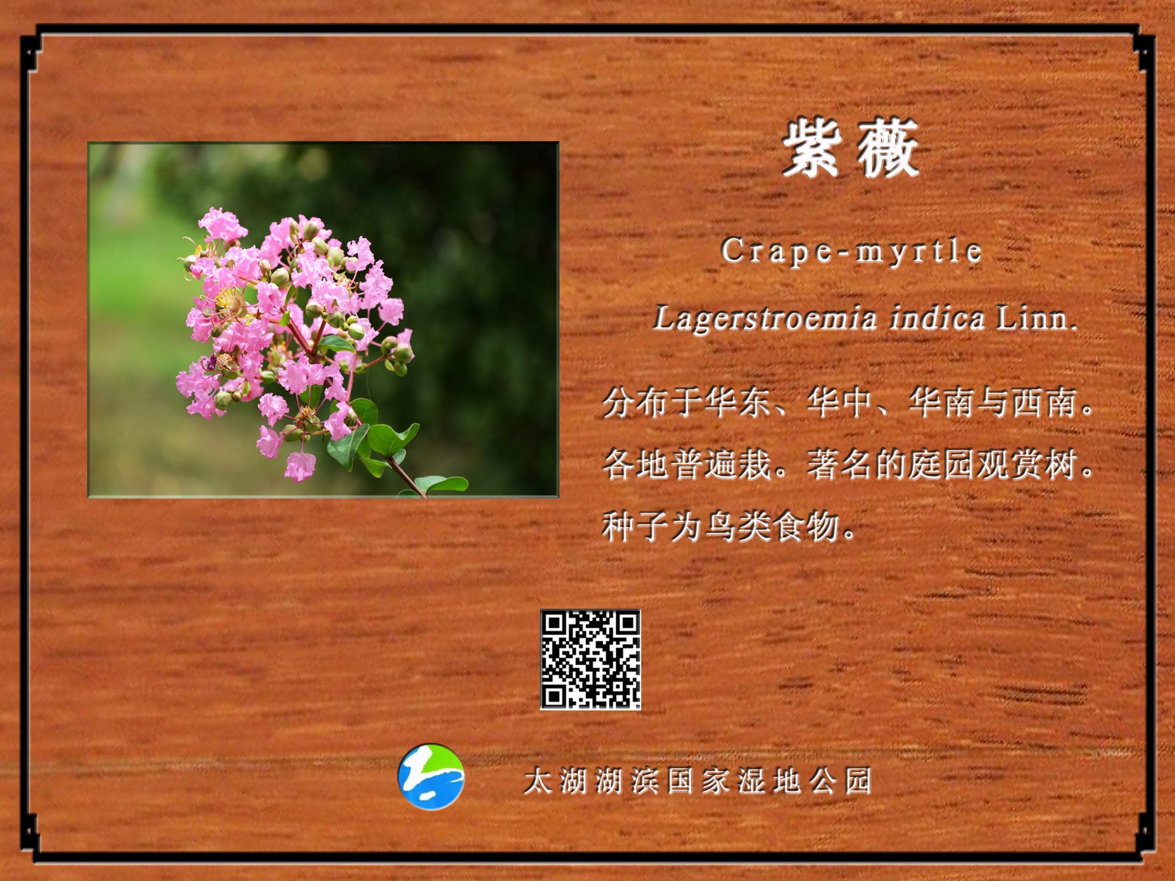 紫薇