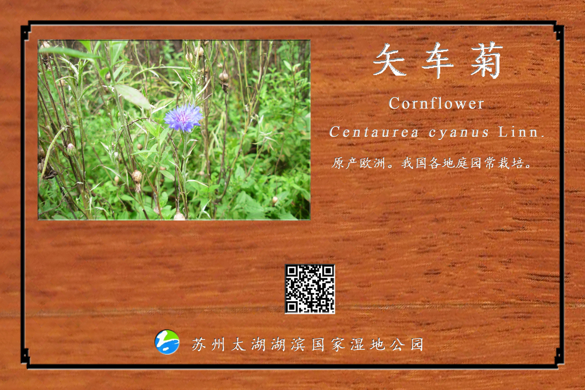 矢车菊