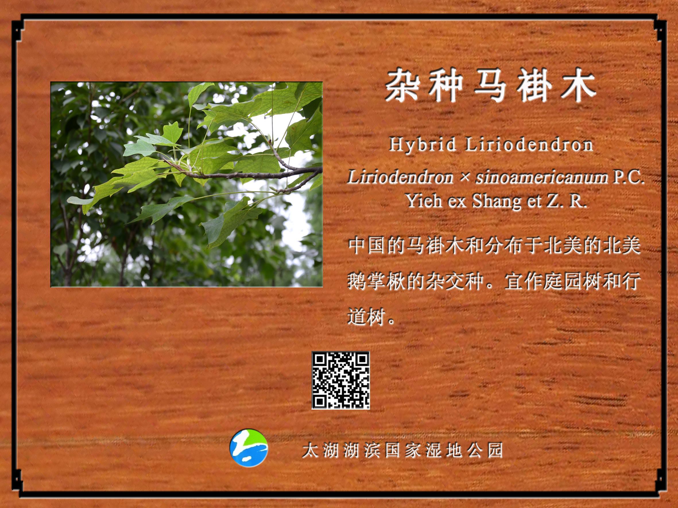 杂种马褂木