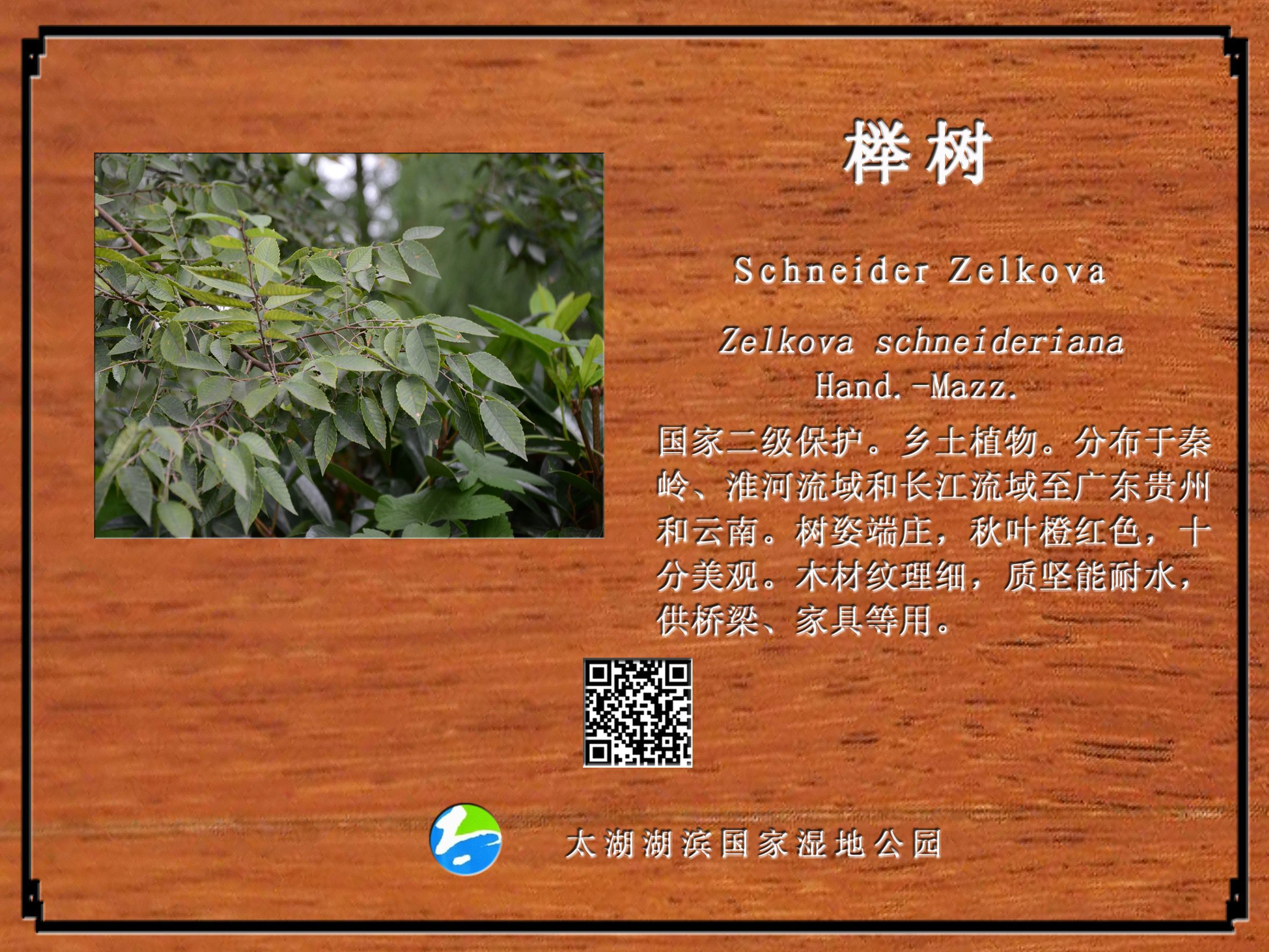榉树