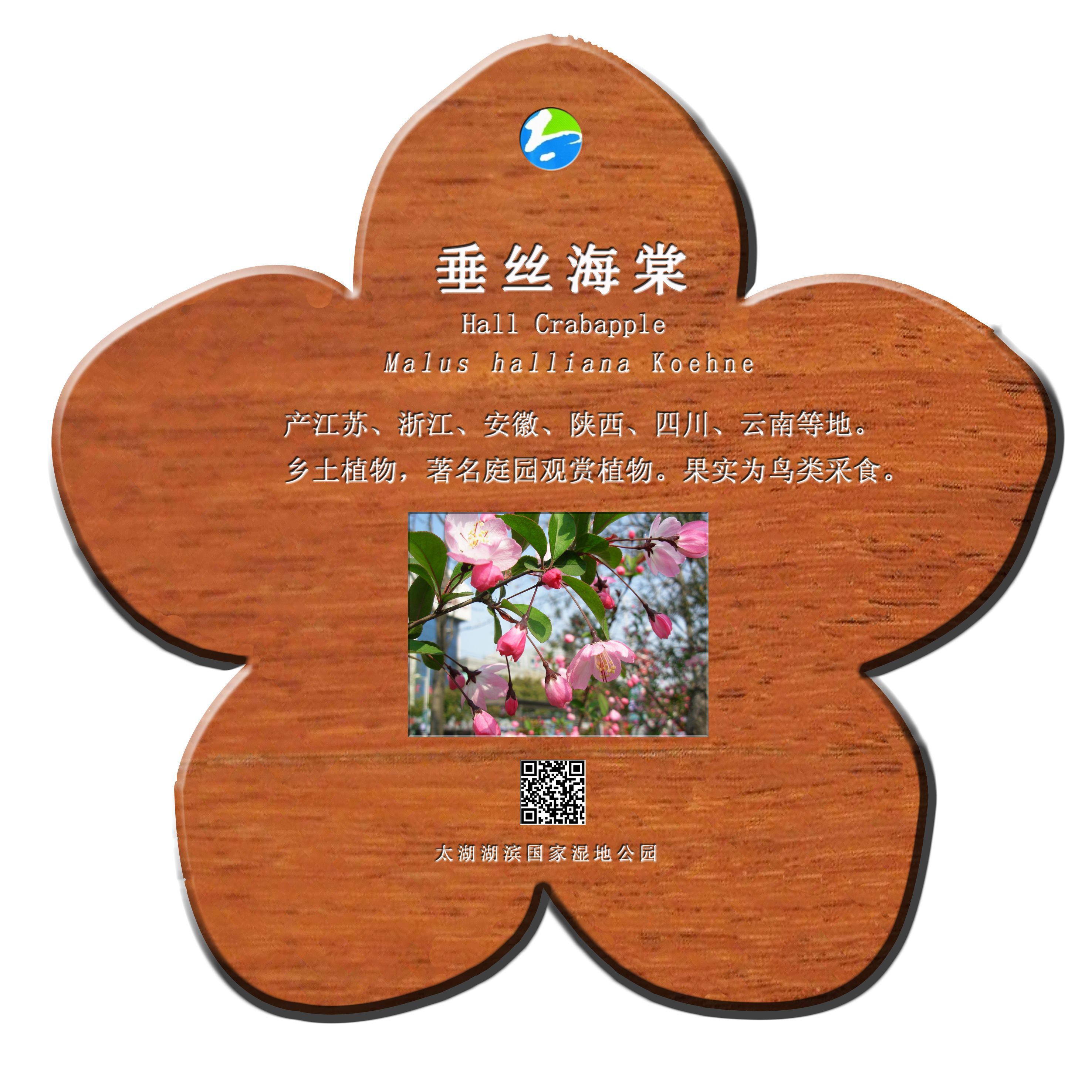 垂丝海棠