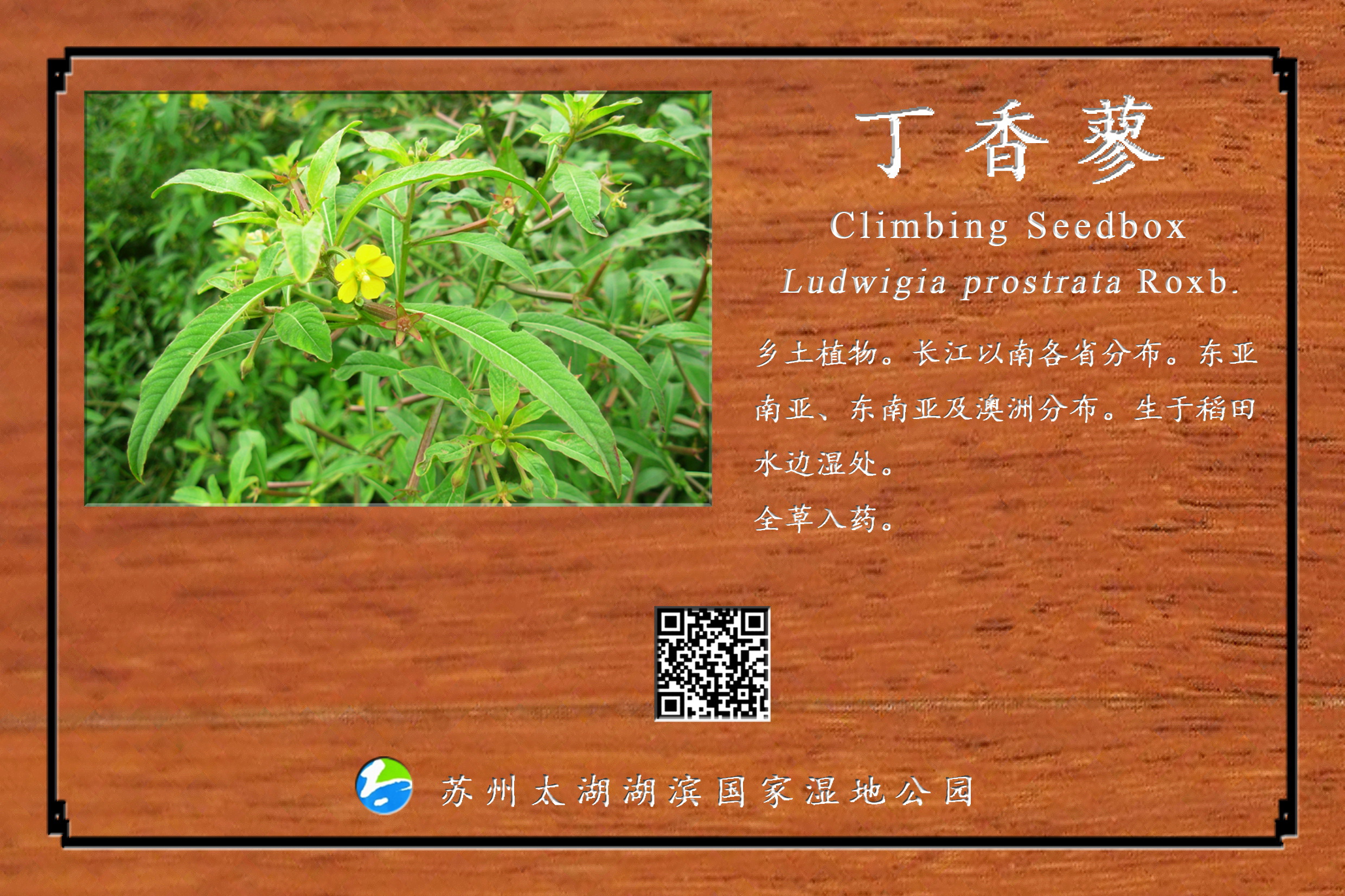 丁香蓼