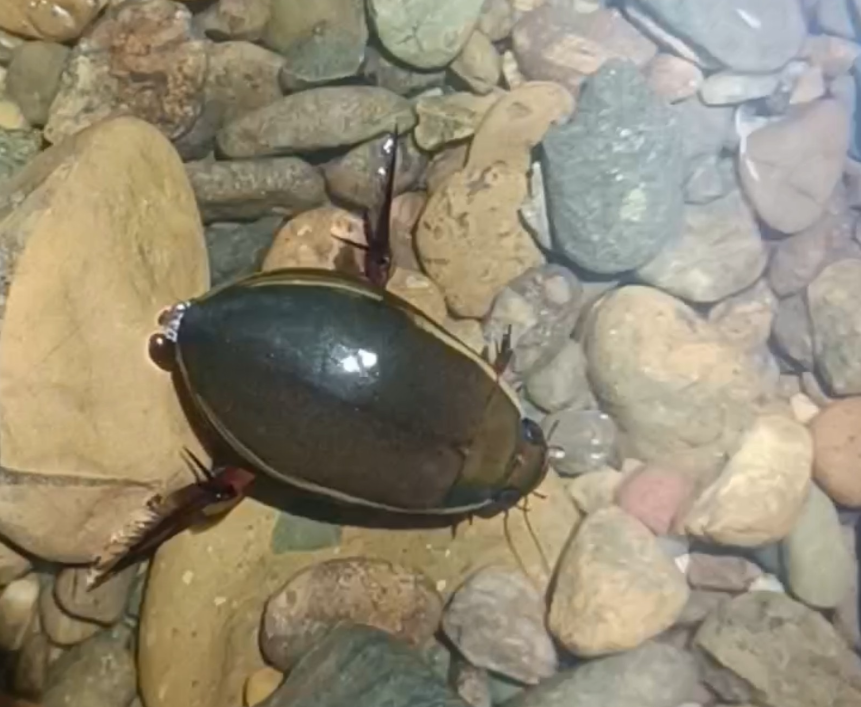 龙虱