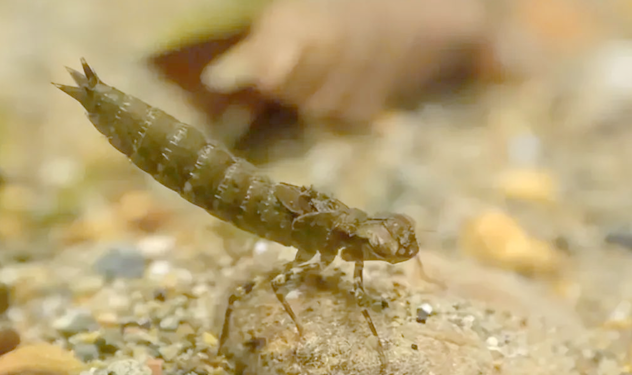 水虿