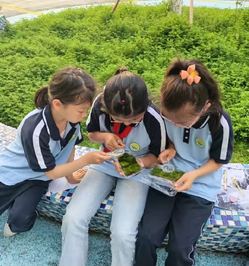 观察苔藓，我会分类