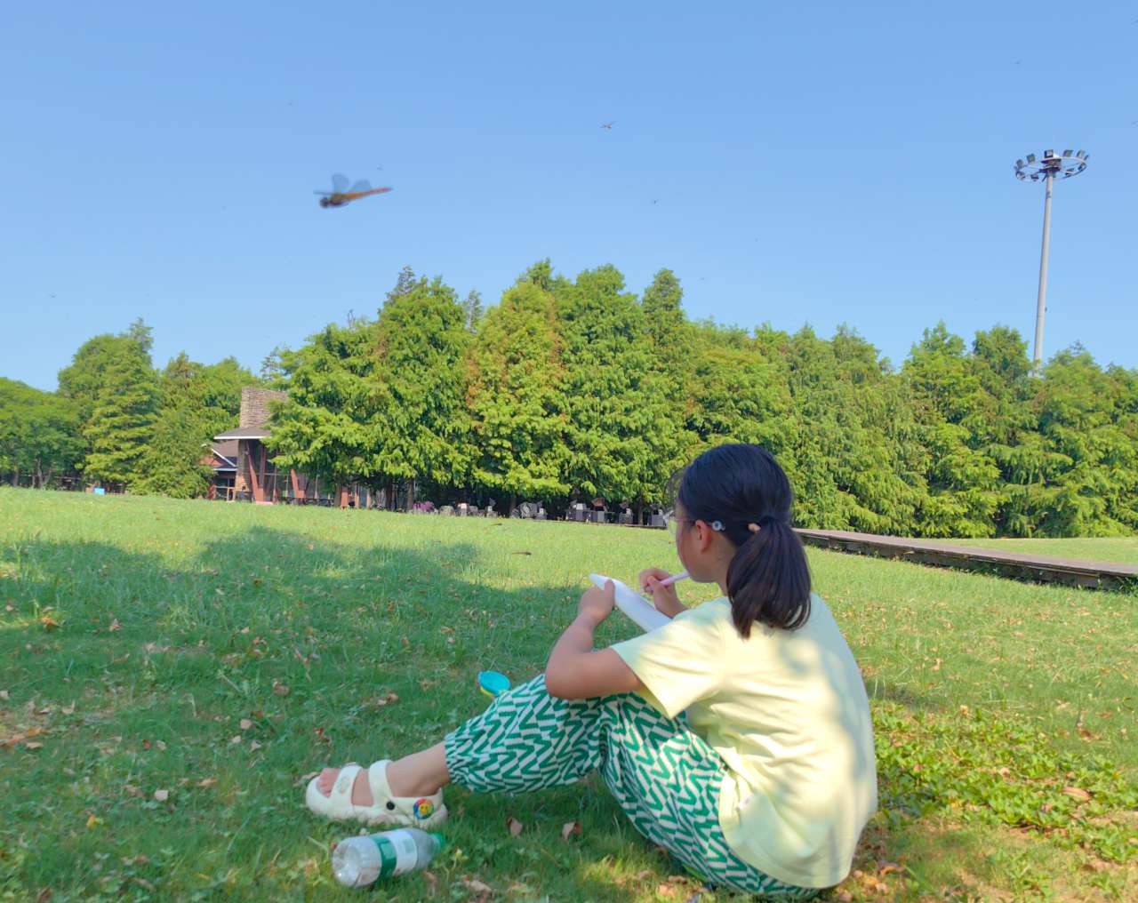 观察蜻蜓