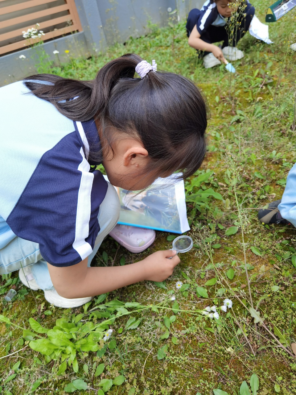 观察苔藓
